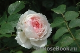 The Wedgwood Rose