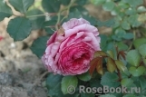 Vitalrose Madame Pompadour