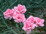 Jardins de Villandry