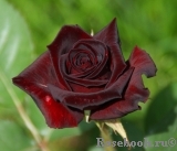 Black Baccara