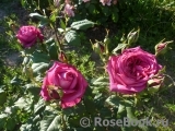 Johann Wolfgang von Goethe Rose®