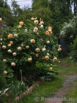 Crown Princess Margareta®