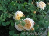 Crown Princess Margareta®