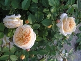 Crown Princess Margareta®