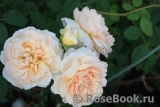 Crown Princess Margareta®