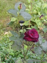 Black Baccara