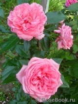 La Rose de Molinard ®