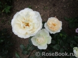 Queens Jubilee Rose