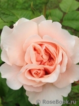 Rose de Tolbiac ®