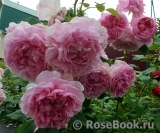 Cottage Rose 