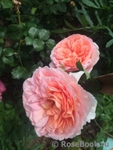 Abraham Darby