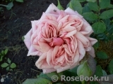 Stefanie´s Rose 