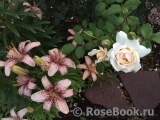 Crocus Rose® 