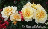 Debbie Phillips Rose