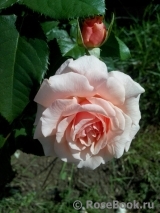 Rose de Tolbiac ®