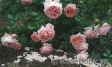 Abraham Darby