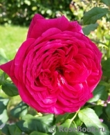 Johann Wolfgang von Goethe Rose®