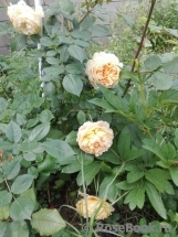 Crown Princess Margareta®