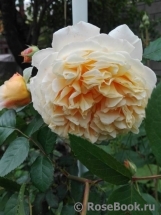 Crown Princess Margareta®