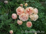 Crown Princess Margareta®