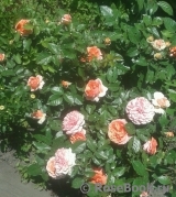 Abraham Darby