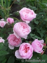 The Alnwick Rose