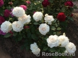 Great North Eastern Rose 