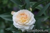 Crocus Rose® 