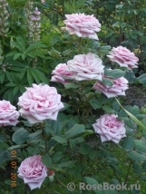 Stefanie´s Rose 