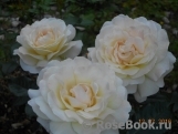 Hermann-Hesse-Rose ®