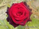 Black Baccara