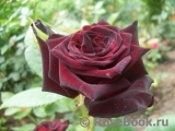 Black Baccara