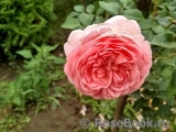 Abraham Darby