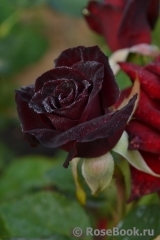 Black Baccara