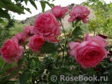 La Rose de Molinard ®