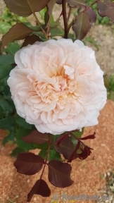 Rose de Tolbiac ®