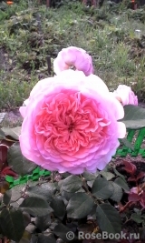 Abraham Darby