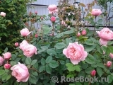 The Alnwick Rose