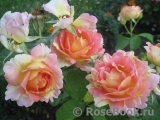 Rose des Cisterciens 