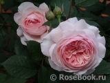 A Shropshire Lad