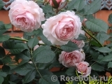 A Shropshire Lad