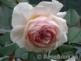 A Shropshire Lad