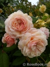 A Shropshire Lad