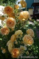 Crown Princess Margareta®