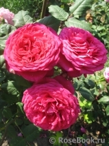 Johann Wolfgang von Goethe Rose®