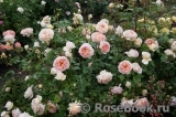 Abraham Darby