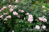 The Alnwick Rose