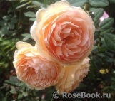 Crown Princess Margareta®