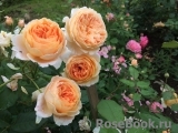 Crown Princess Margareta®