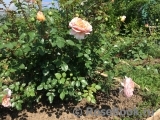 Abraham Darby